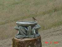 Birthday Bird Bath