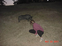 Feeding Pig