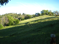 Meadow May 2009