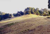 Meadow View Original