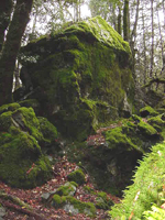 Moss Rock 2