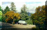 old_cabin_web.jpg (11466 bytes)