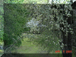 old_cabin_orchird.gif (108272 bytes)
